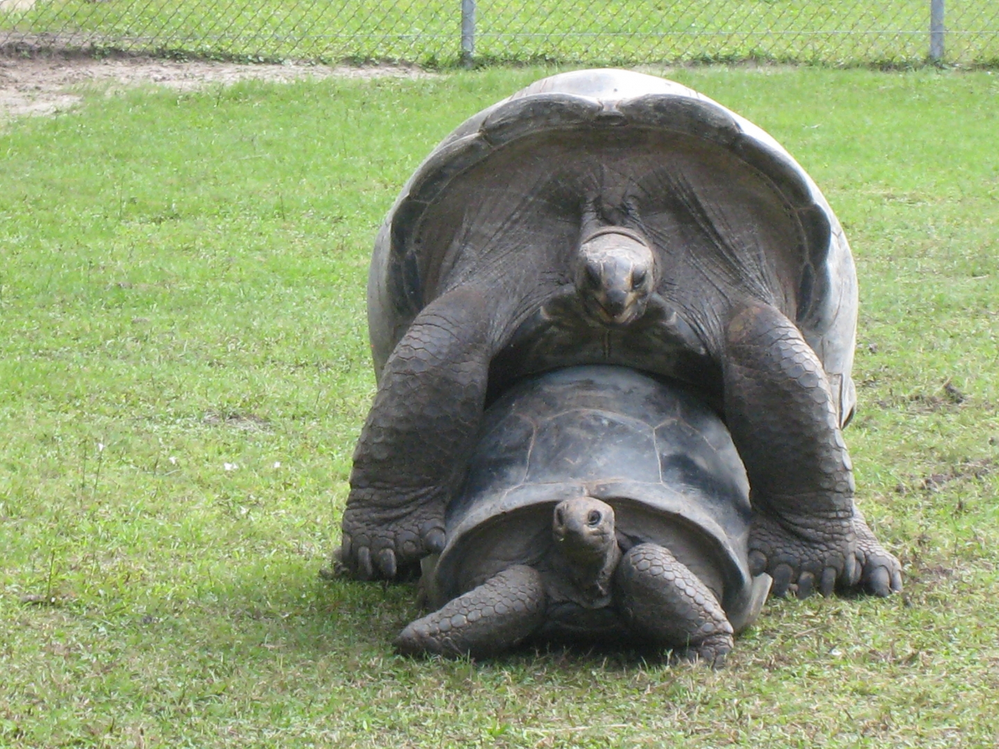ALDABRA BREEDER