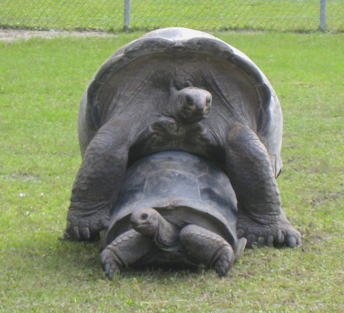 ALDABRA BREEDER