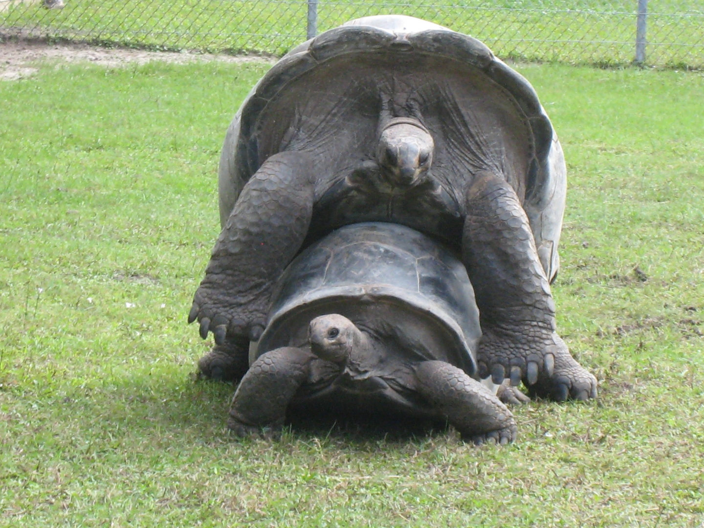 ALDABRA BREEDER