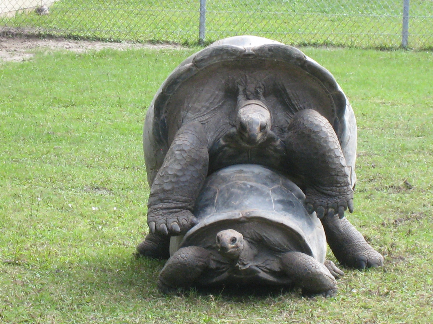 ALDABRA BREEDER
