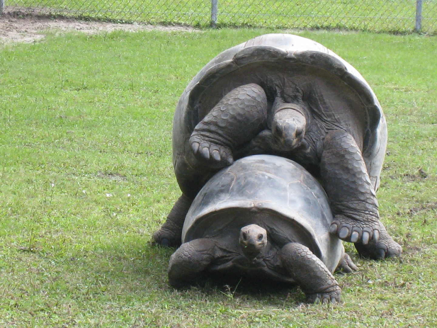ALDABRA BREEDER