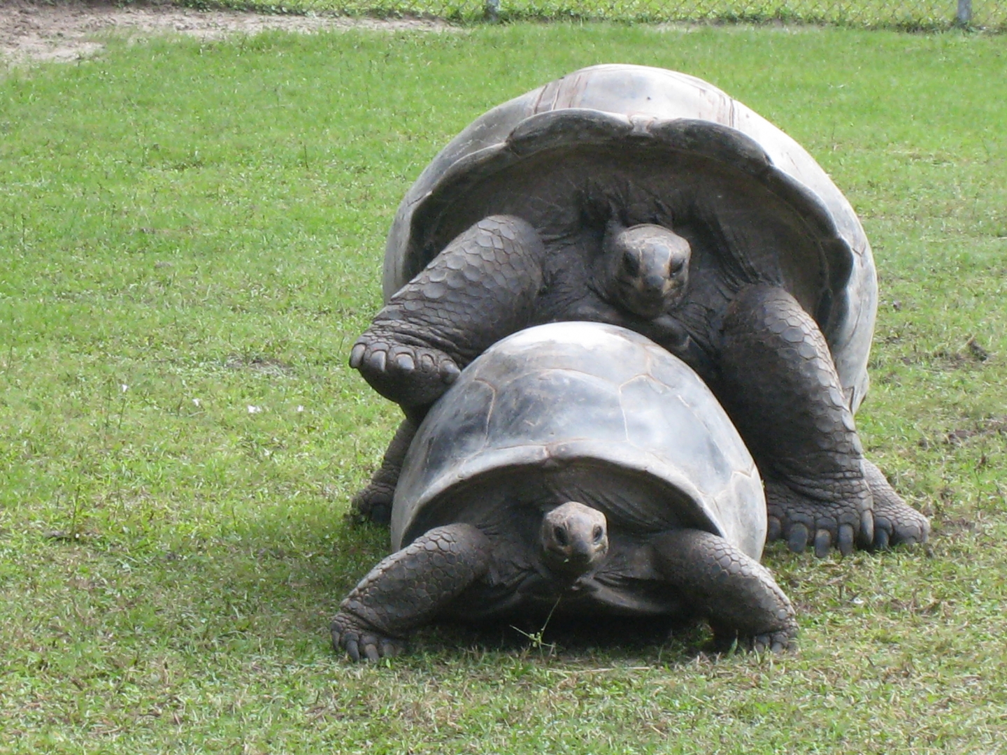 ALDABRA BREEDER