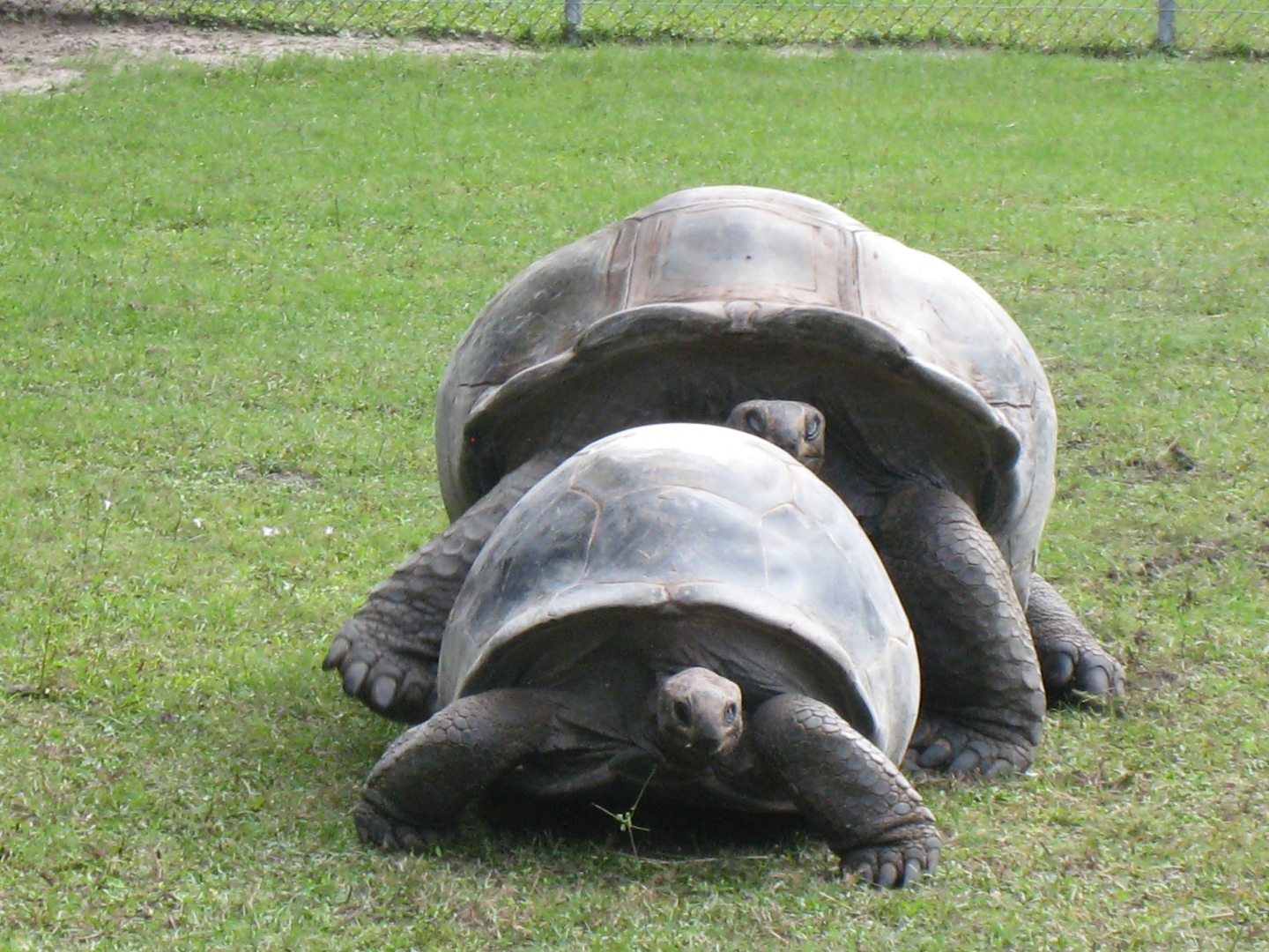 ALDABRA BREEDER