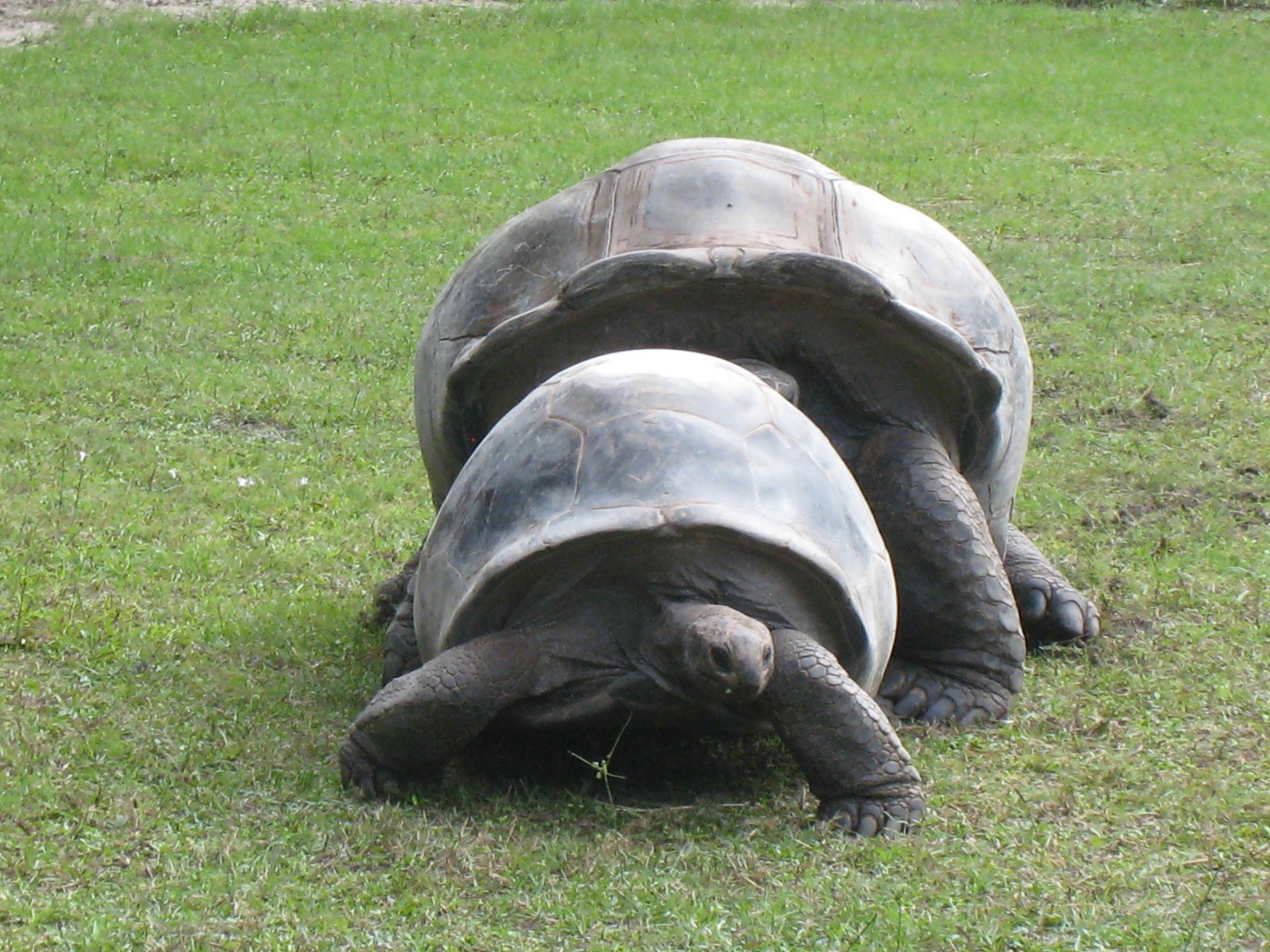 ALDABRA BREEDER