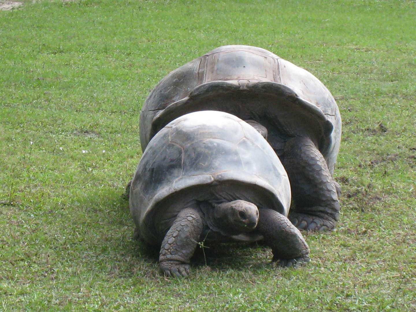 ALDABRA BREEDER
