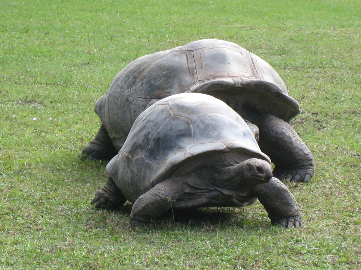 ALDABRA BREEDER
