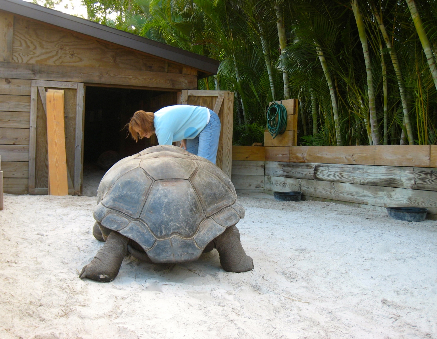 ALDABRA BREEDER