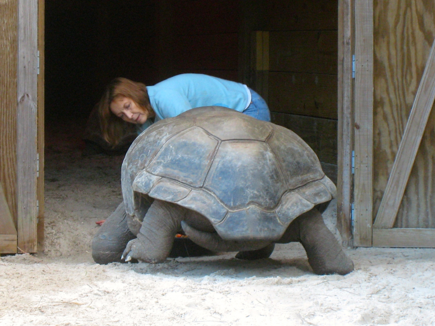 ALDABRA BREEDER