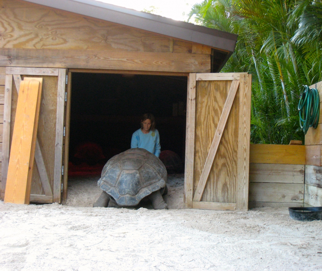ALDABRA BREEDER