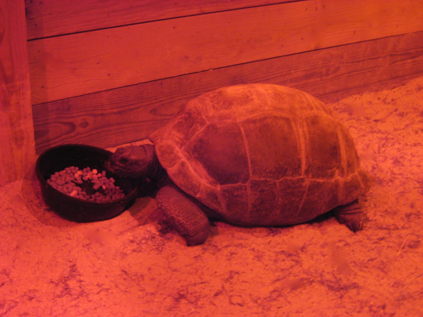 ALDABRA BREEDER