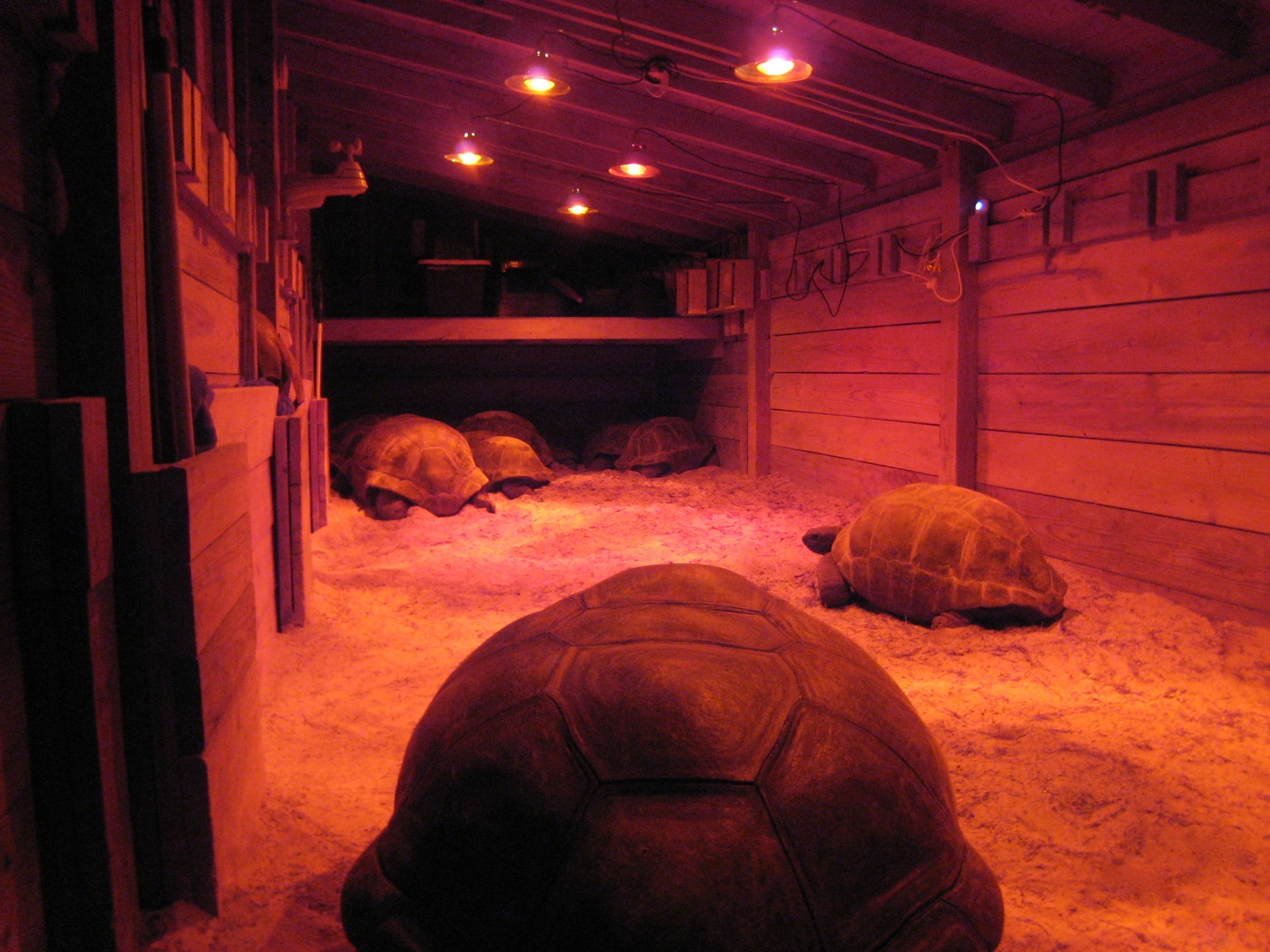 ALDABRA BREEDER