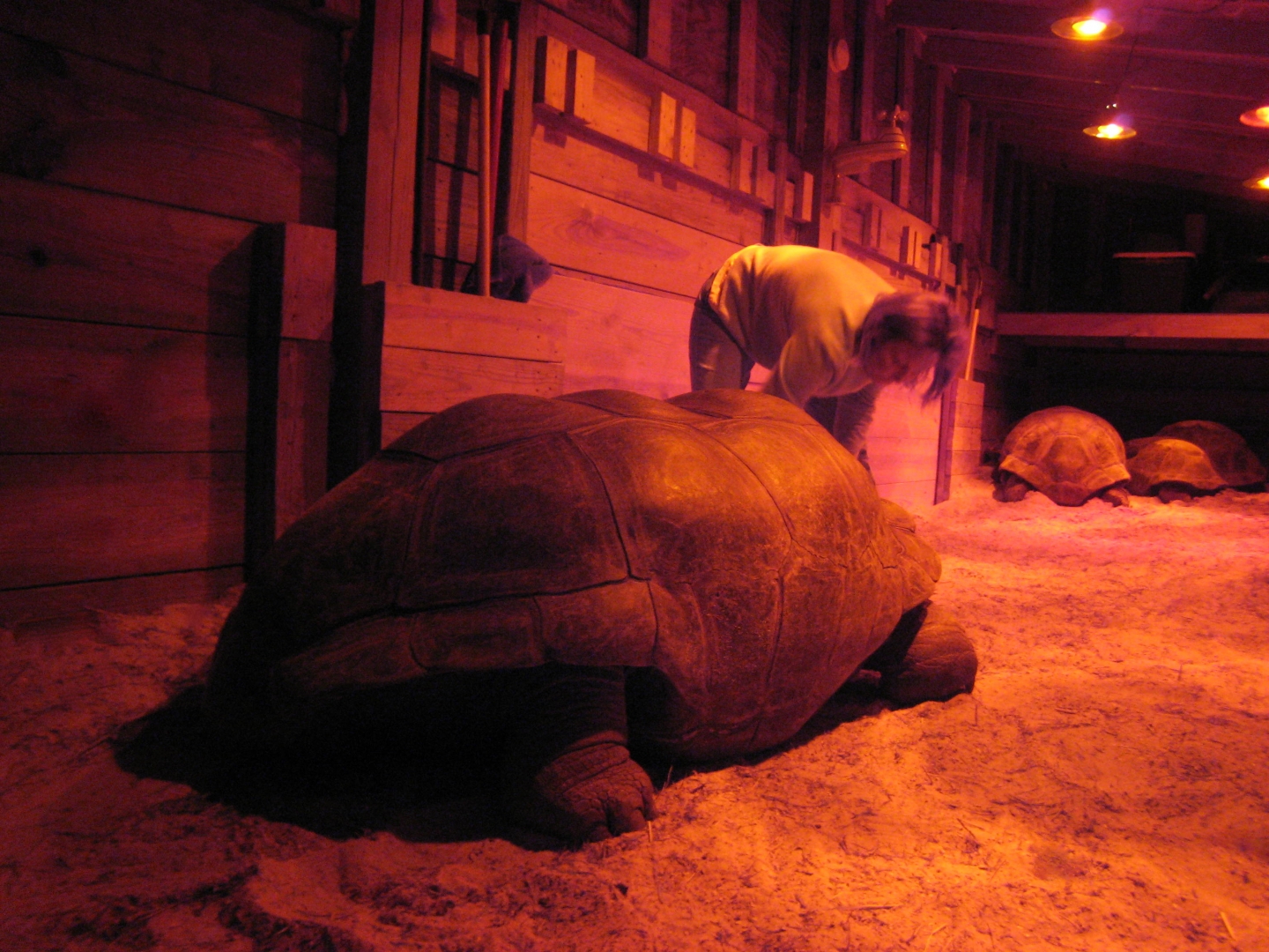 ALDABRA BREEDER