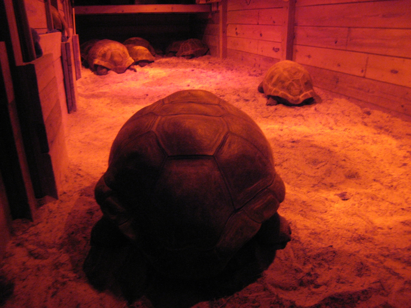 ALDABRA BREEDER
