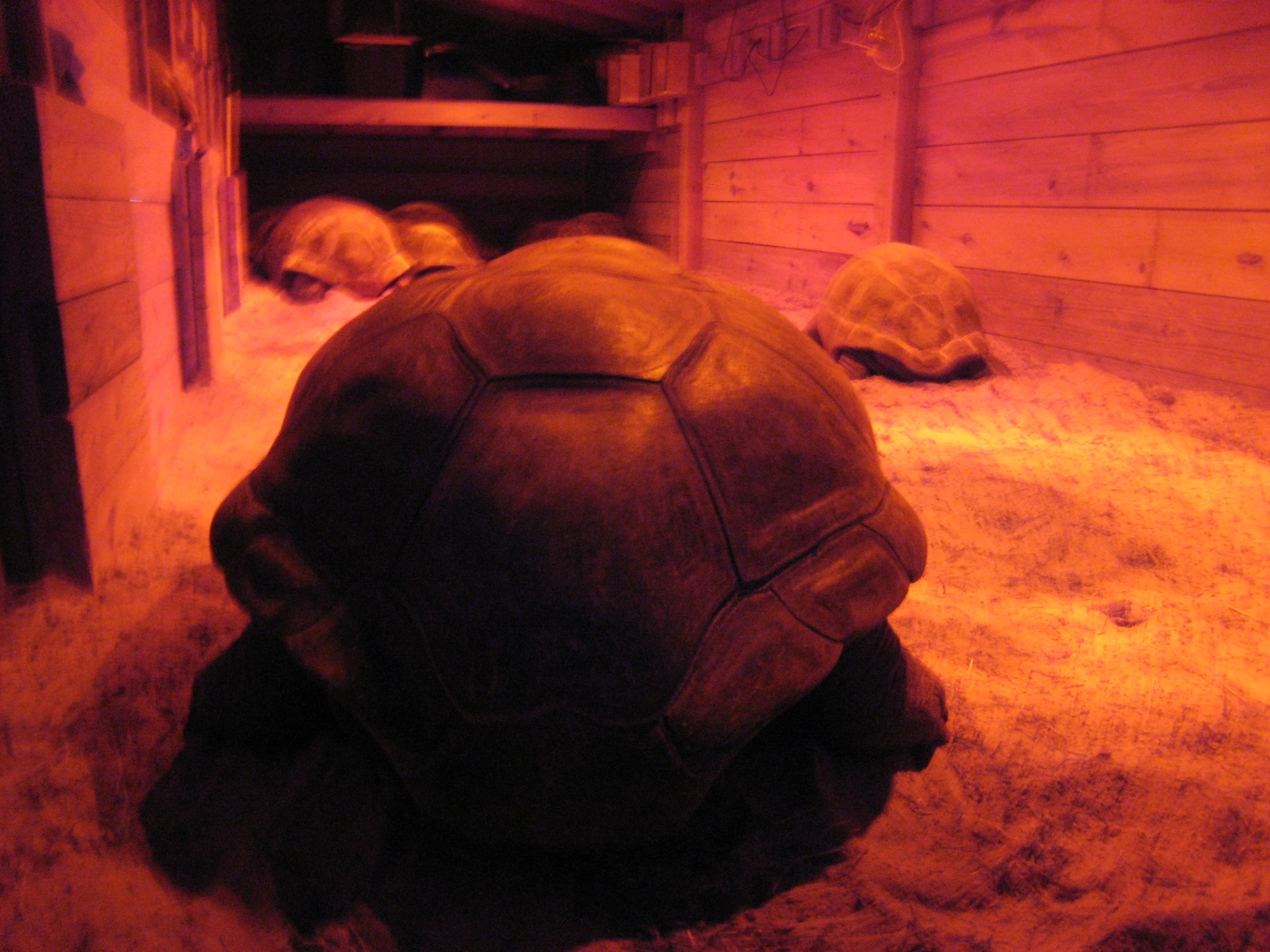 ALDABRA BREEDER