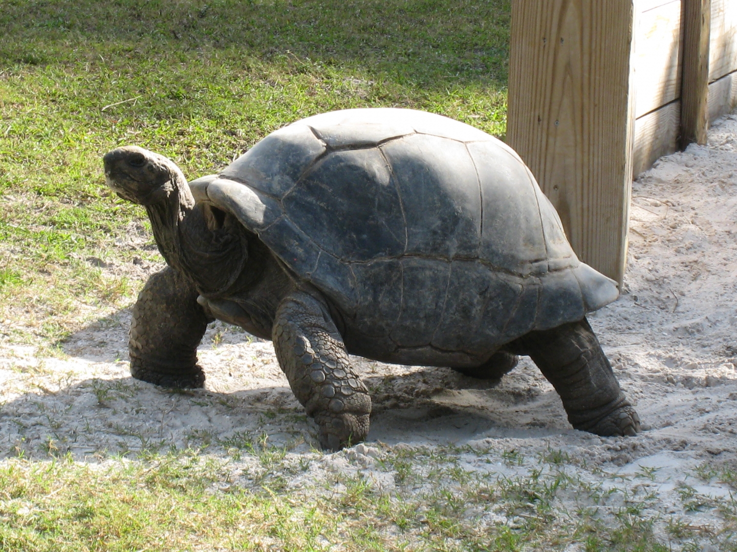 ALDABRA BREEDER