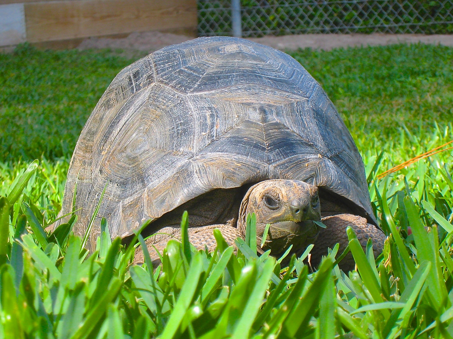 ALDABRA BREEDER