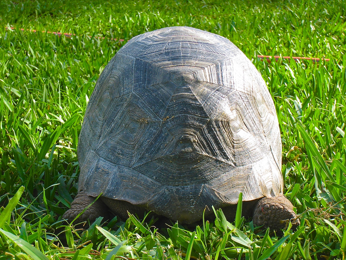 ALDABRA BREEDER