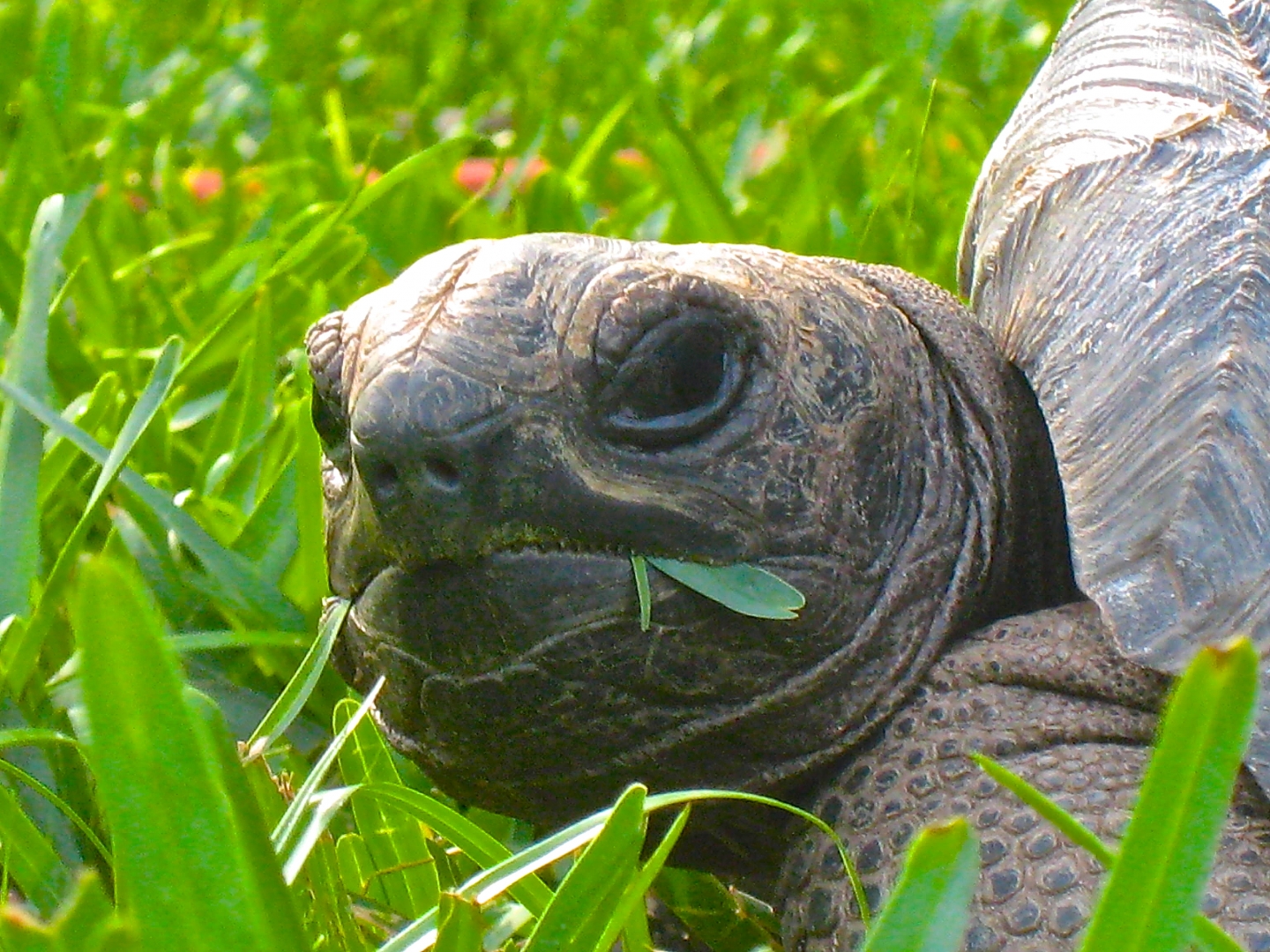 ALDABRA BREEDER