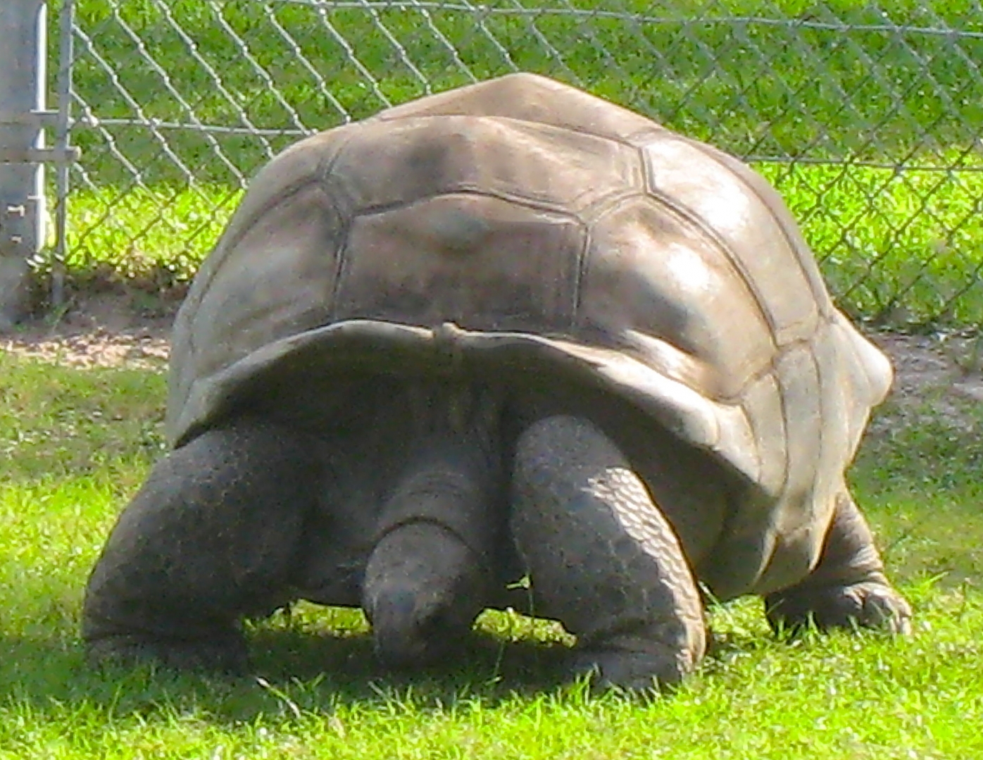 ALDABRA BREEDER