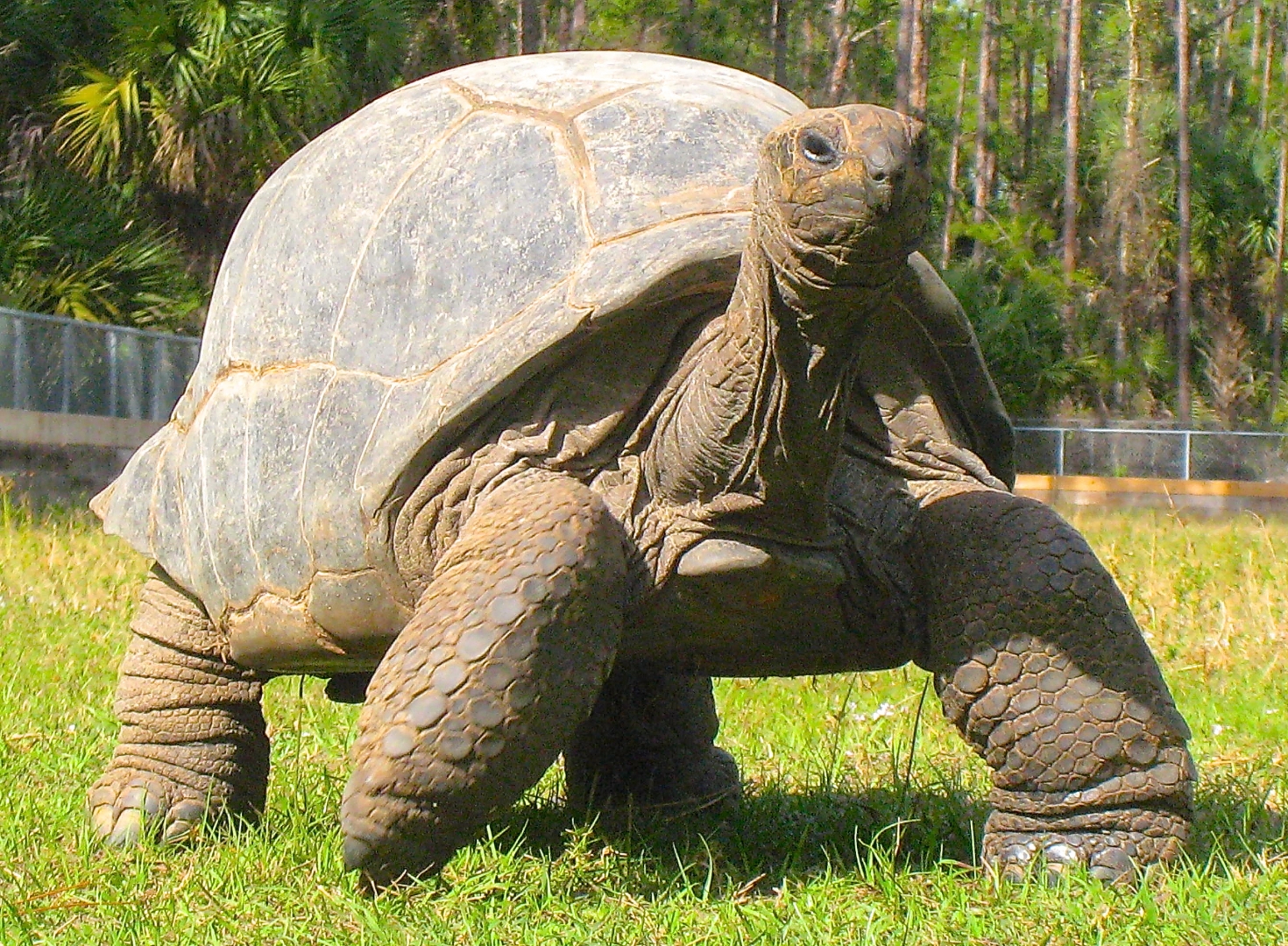 ALDABRA BREEDER