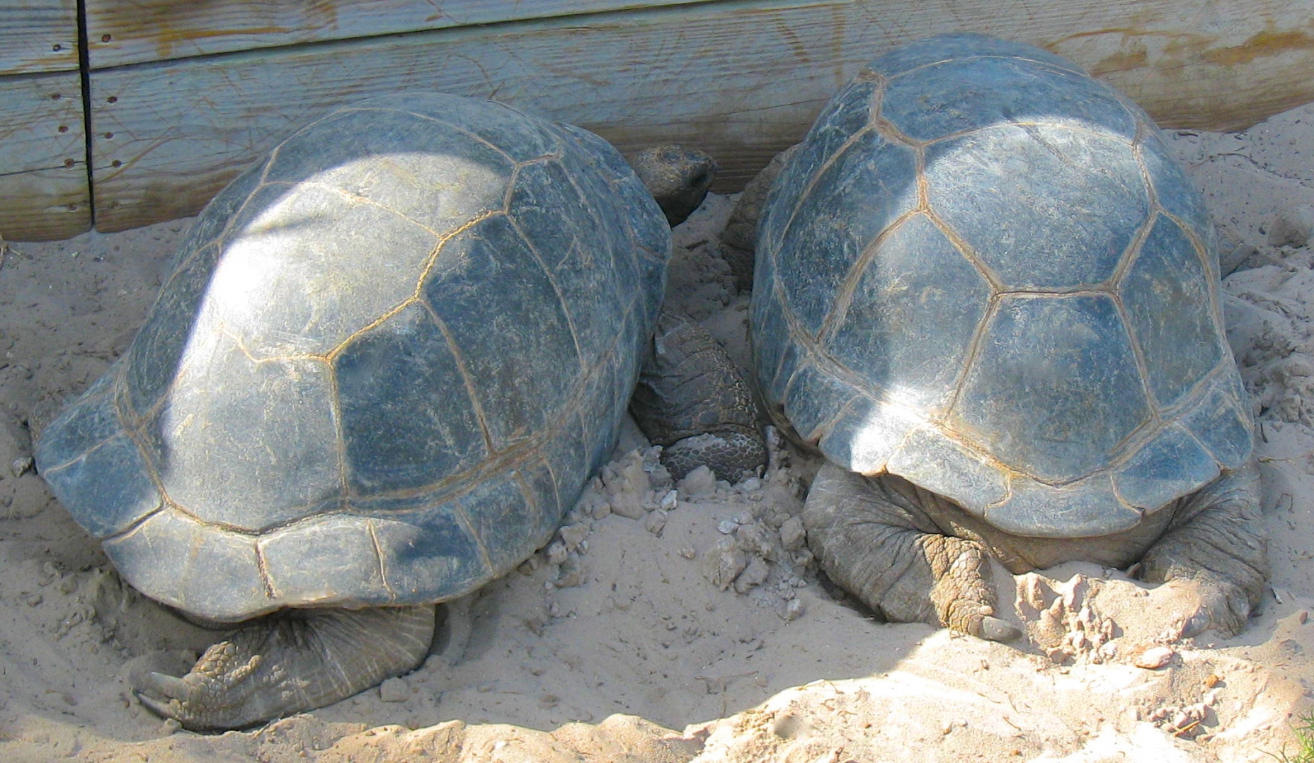 ALDABRA BREEDER
