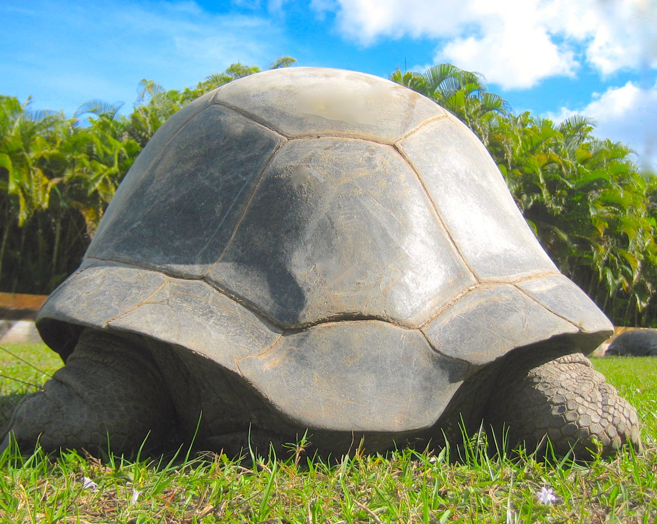 ALDABRA BREEDER