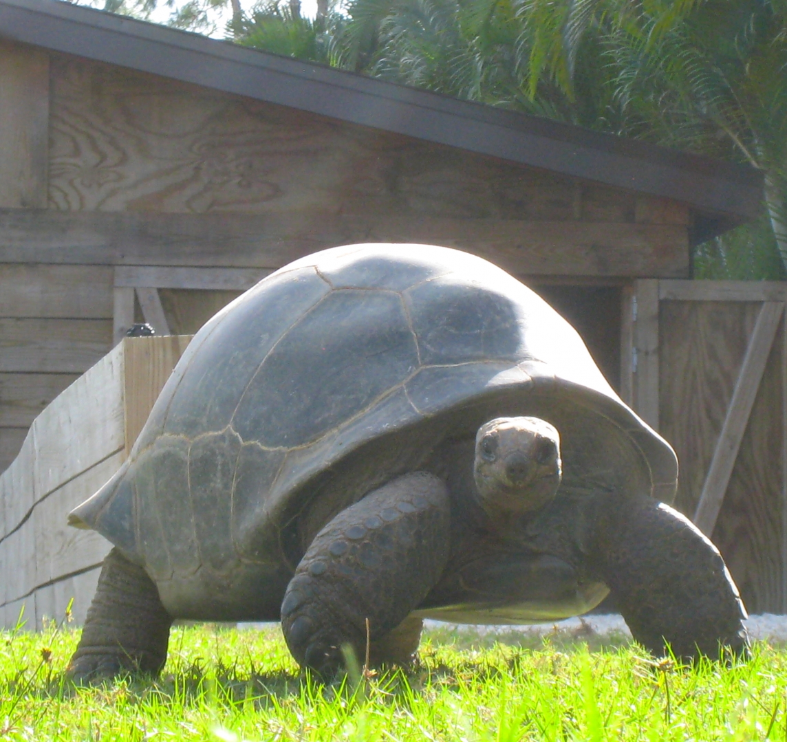 ALDABRA BREEDER