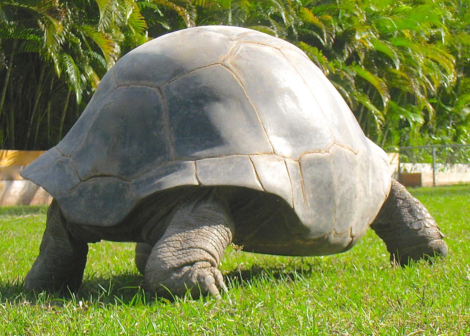 ALDABRA BREEDER
