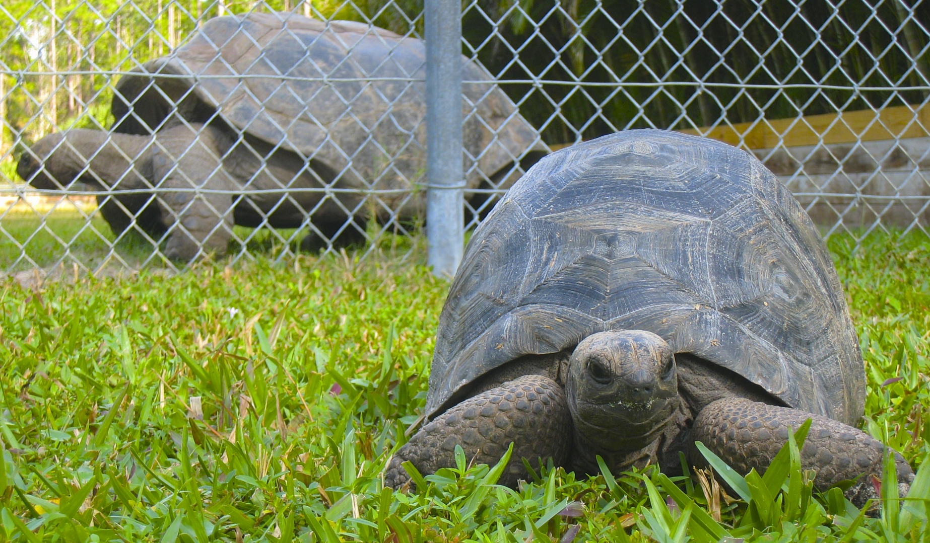 ALDABRA BREEDER