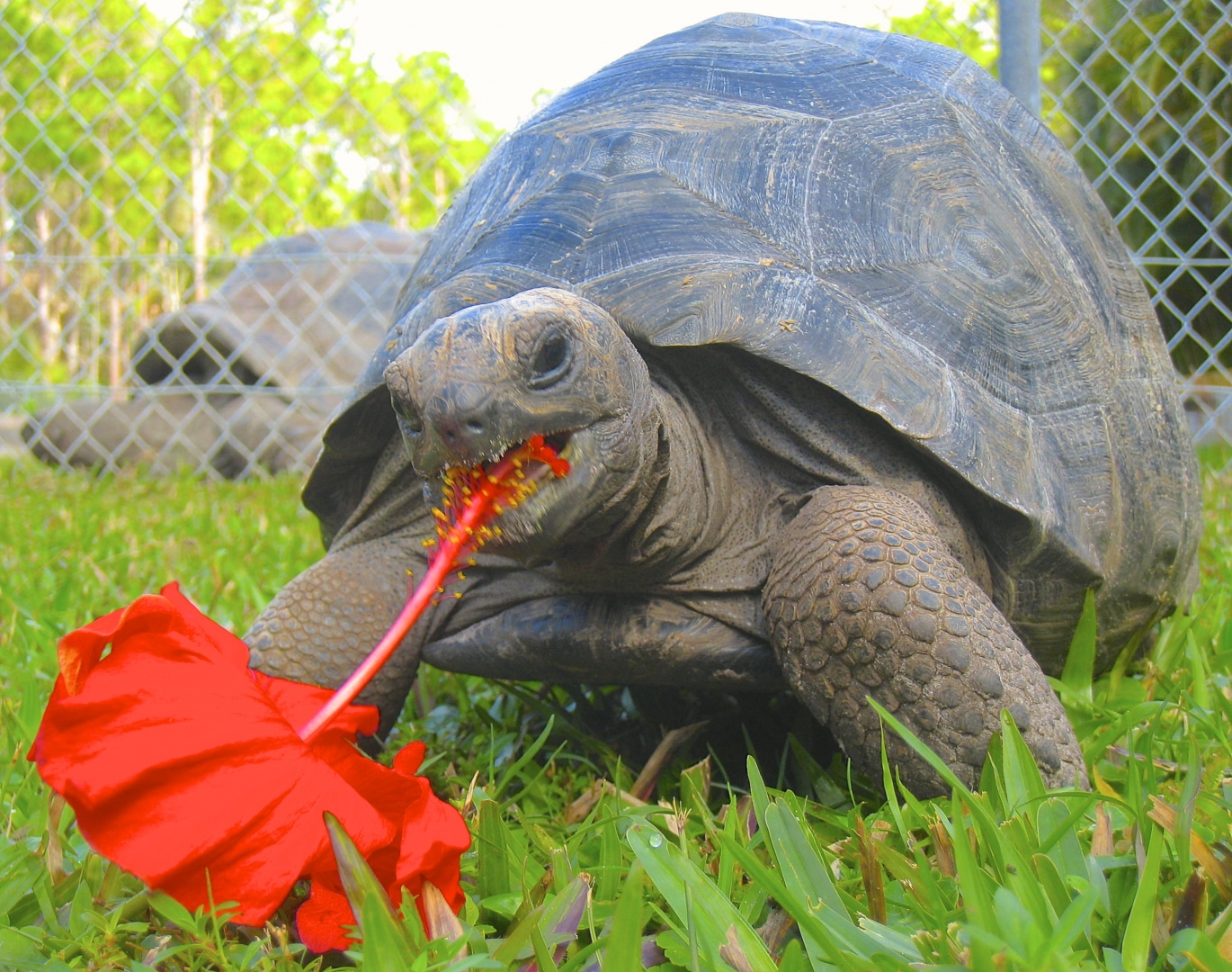 ALDABRA BREEDER