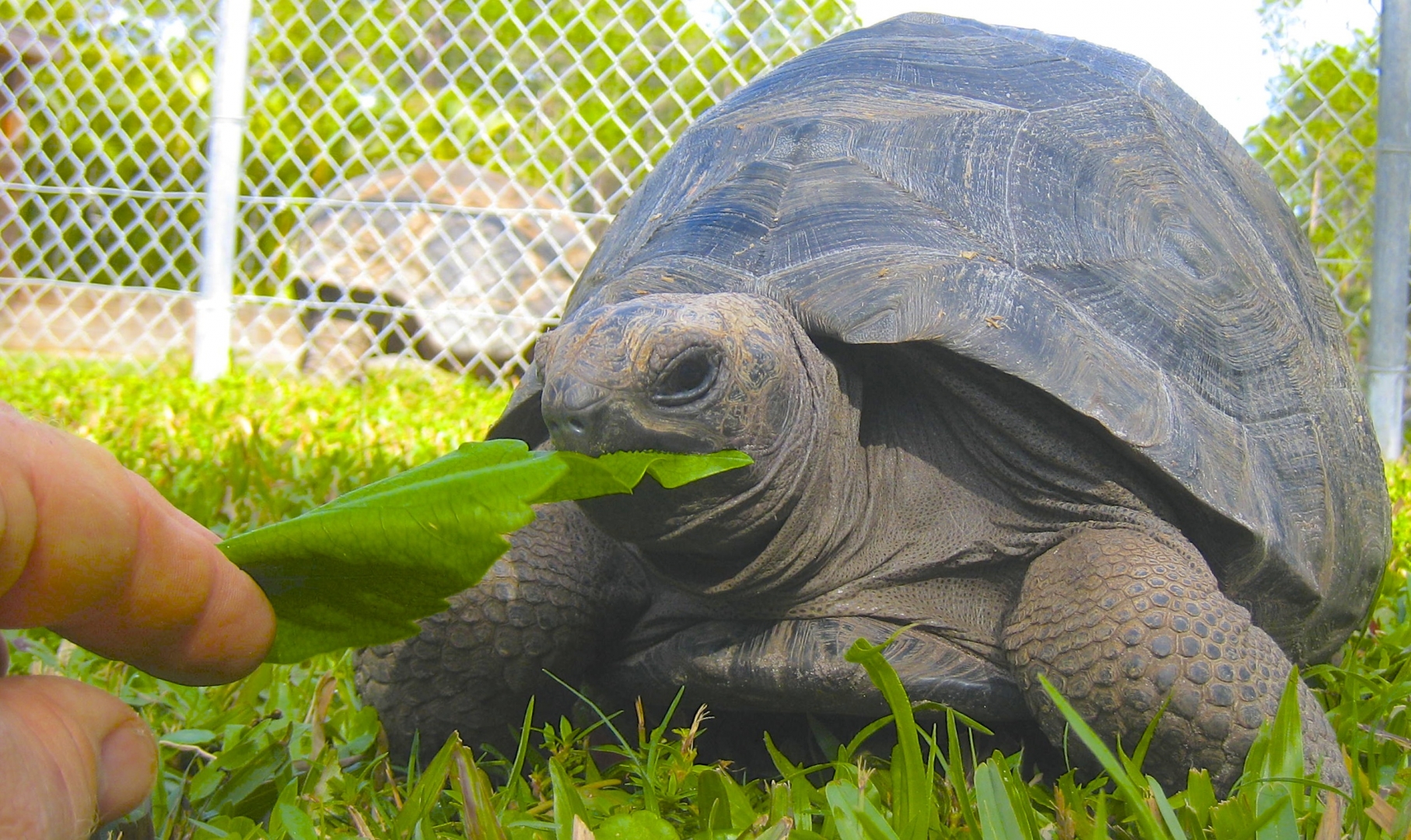 ALDABRA BREEDER