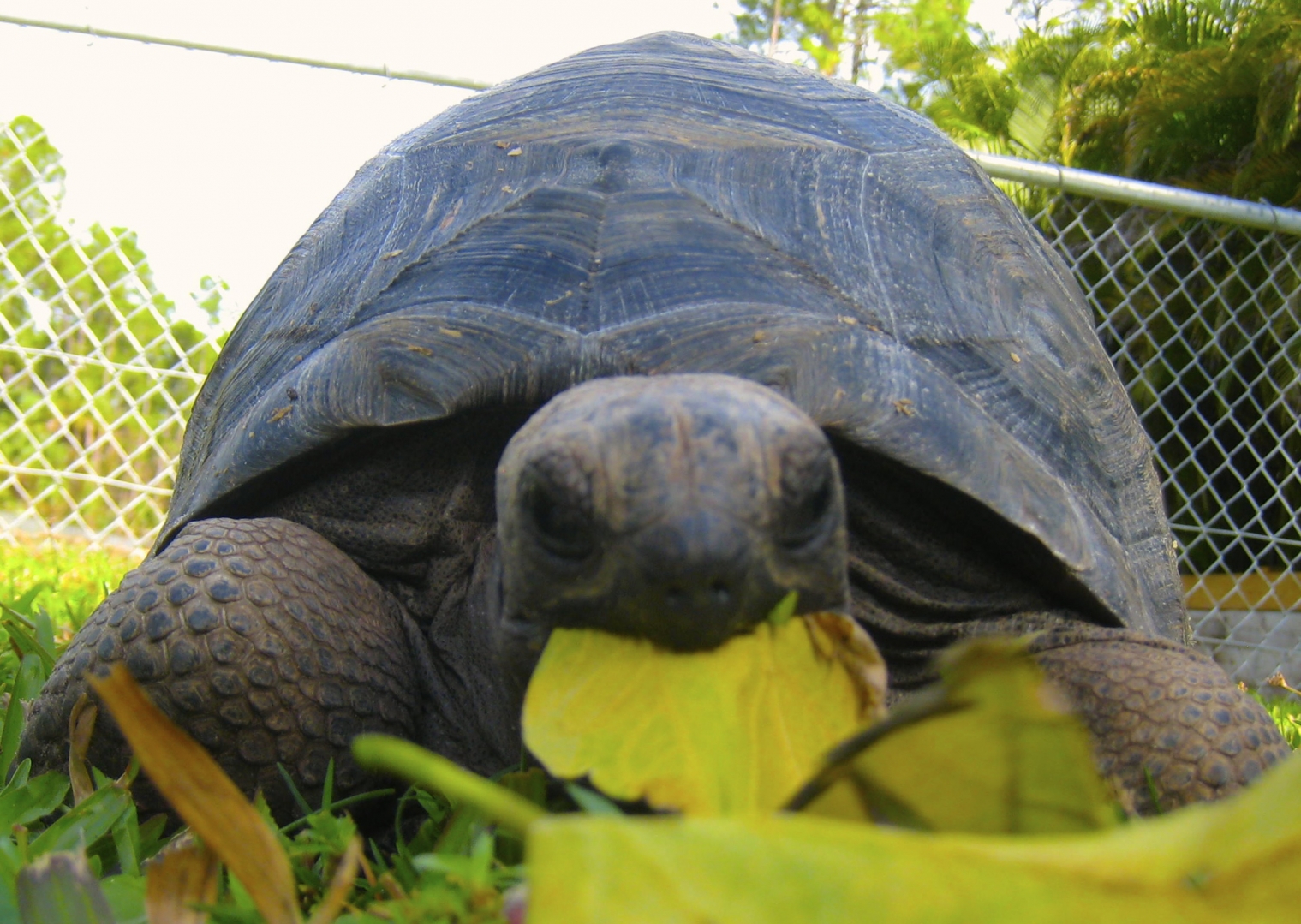 ALDABRA BREEDER