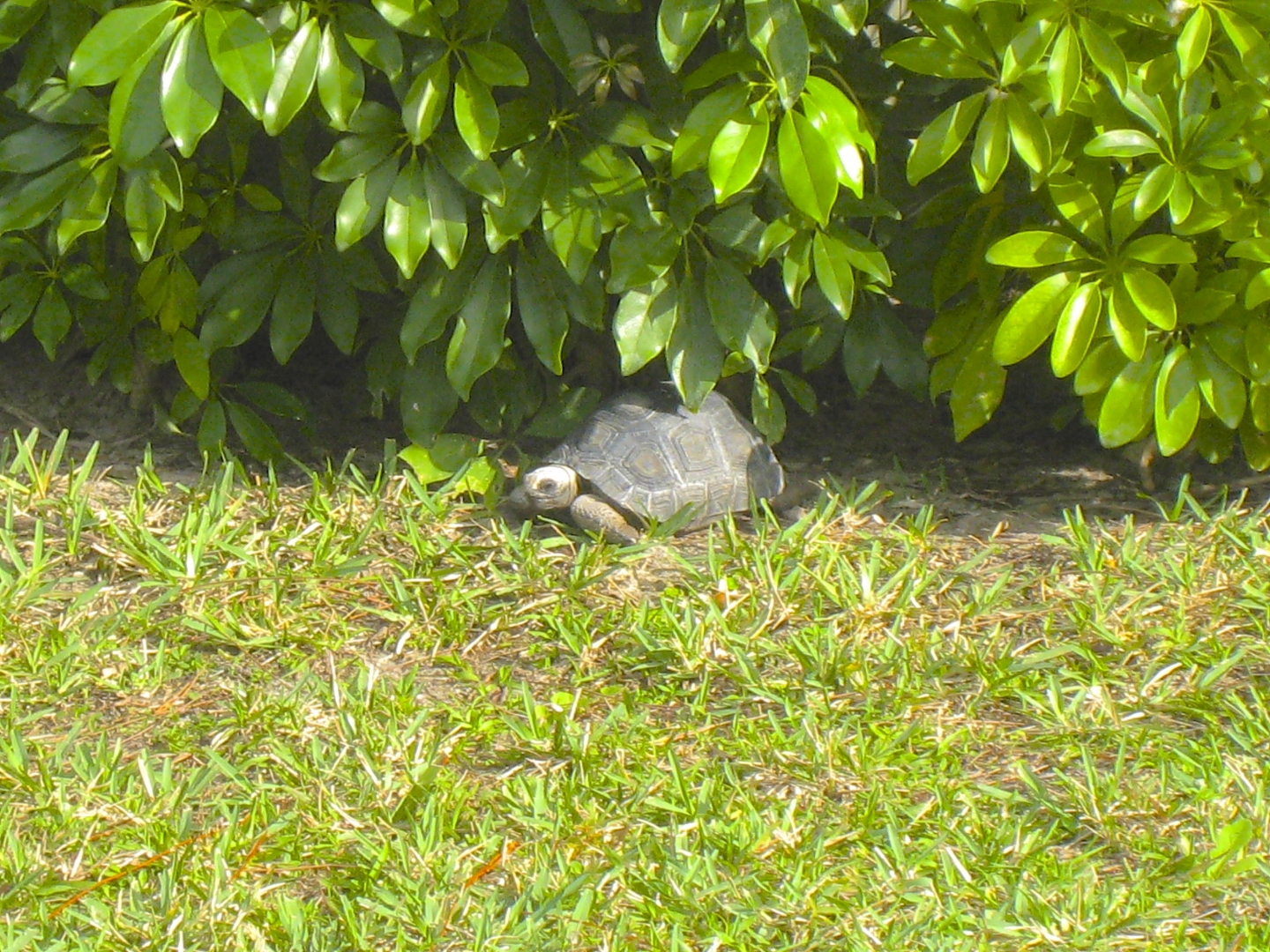 ALDABRA BREEDER