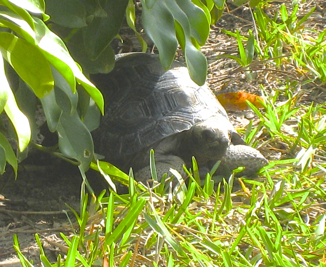 ALDABRA BREEDER