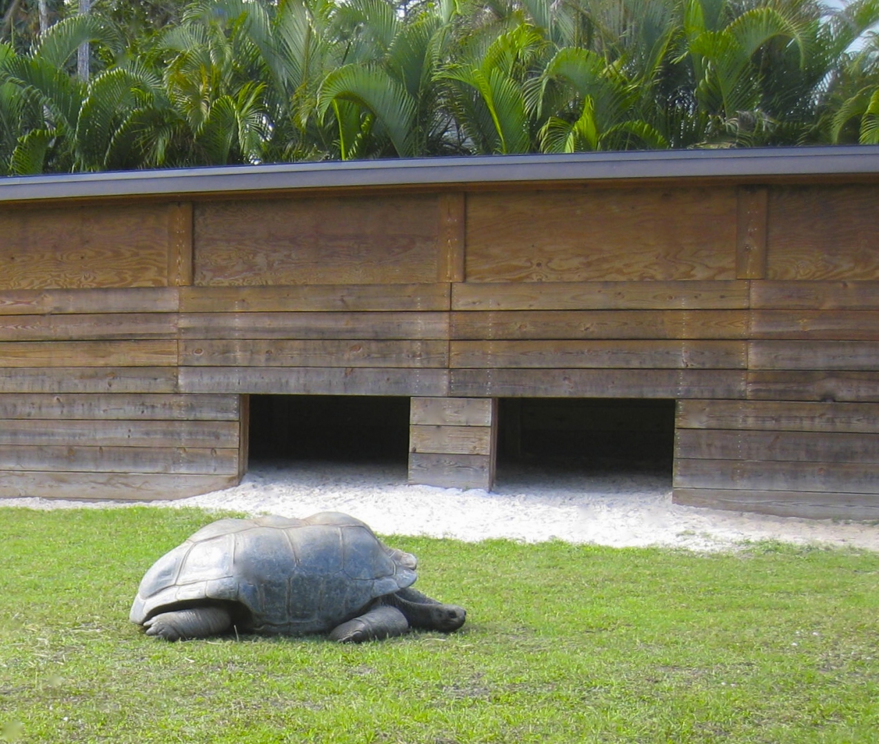 ALDABRA BREEDER