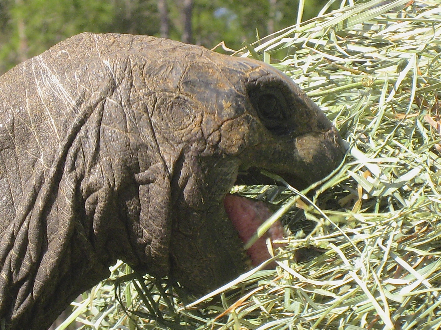 ALDABRA BREEDER