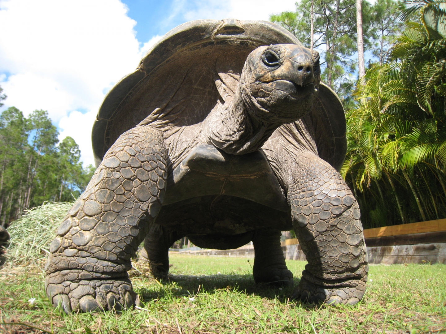 ALDABRA BREEDER
