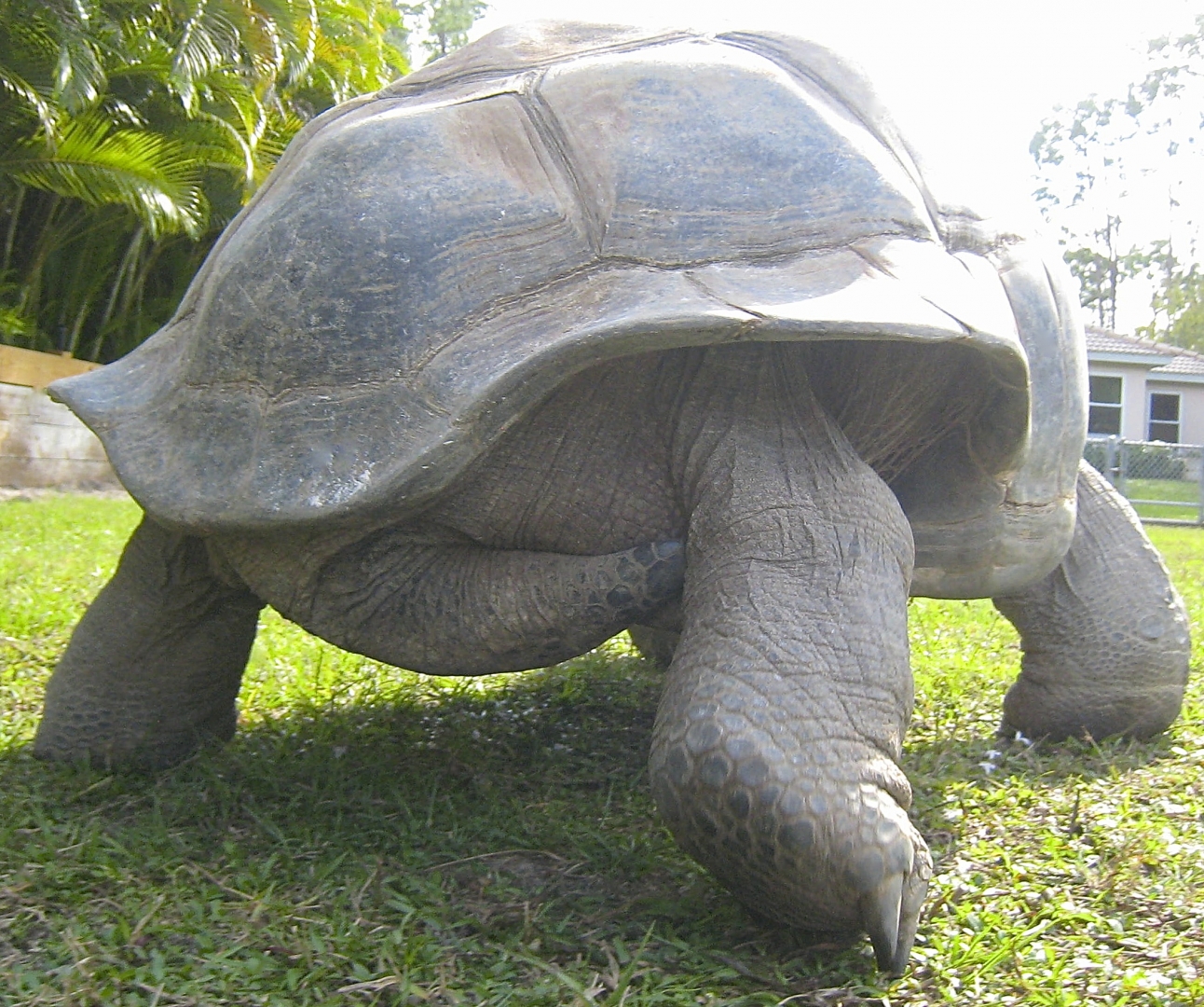 ALDABRA BREEDER
