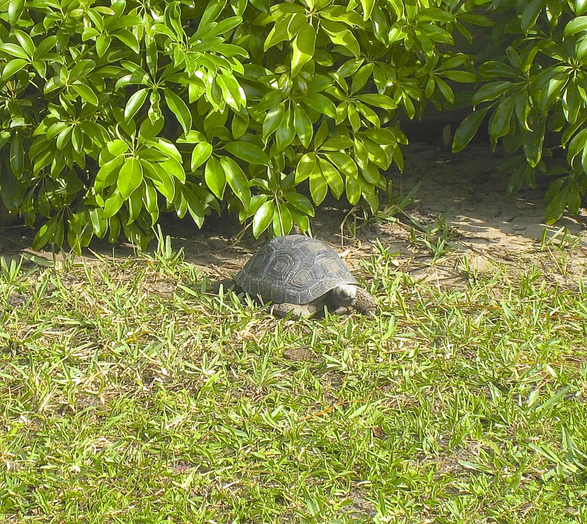 ALDABRA BREEDER