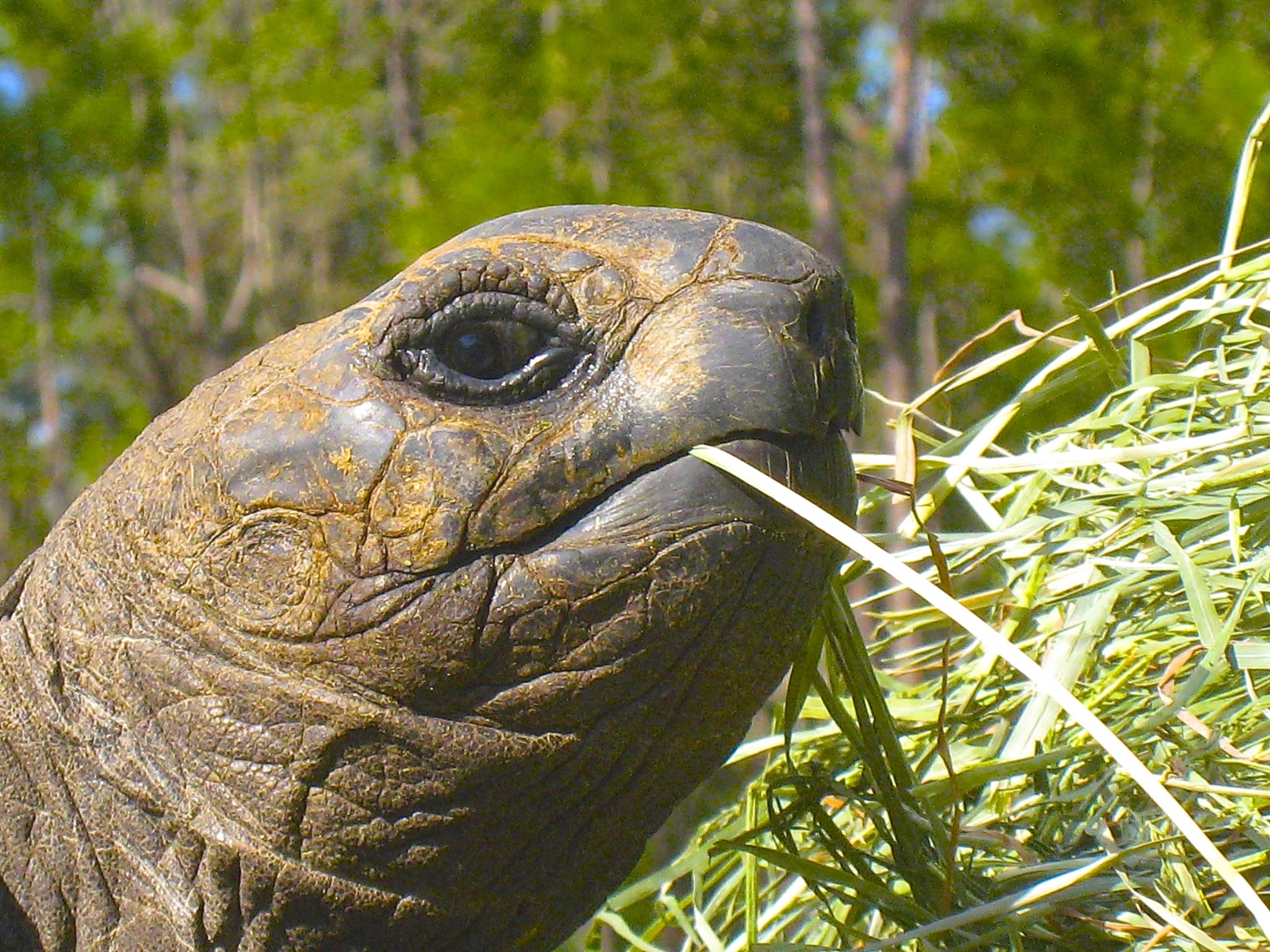 ALDABRA BREEDER