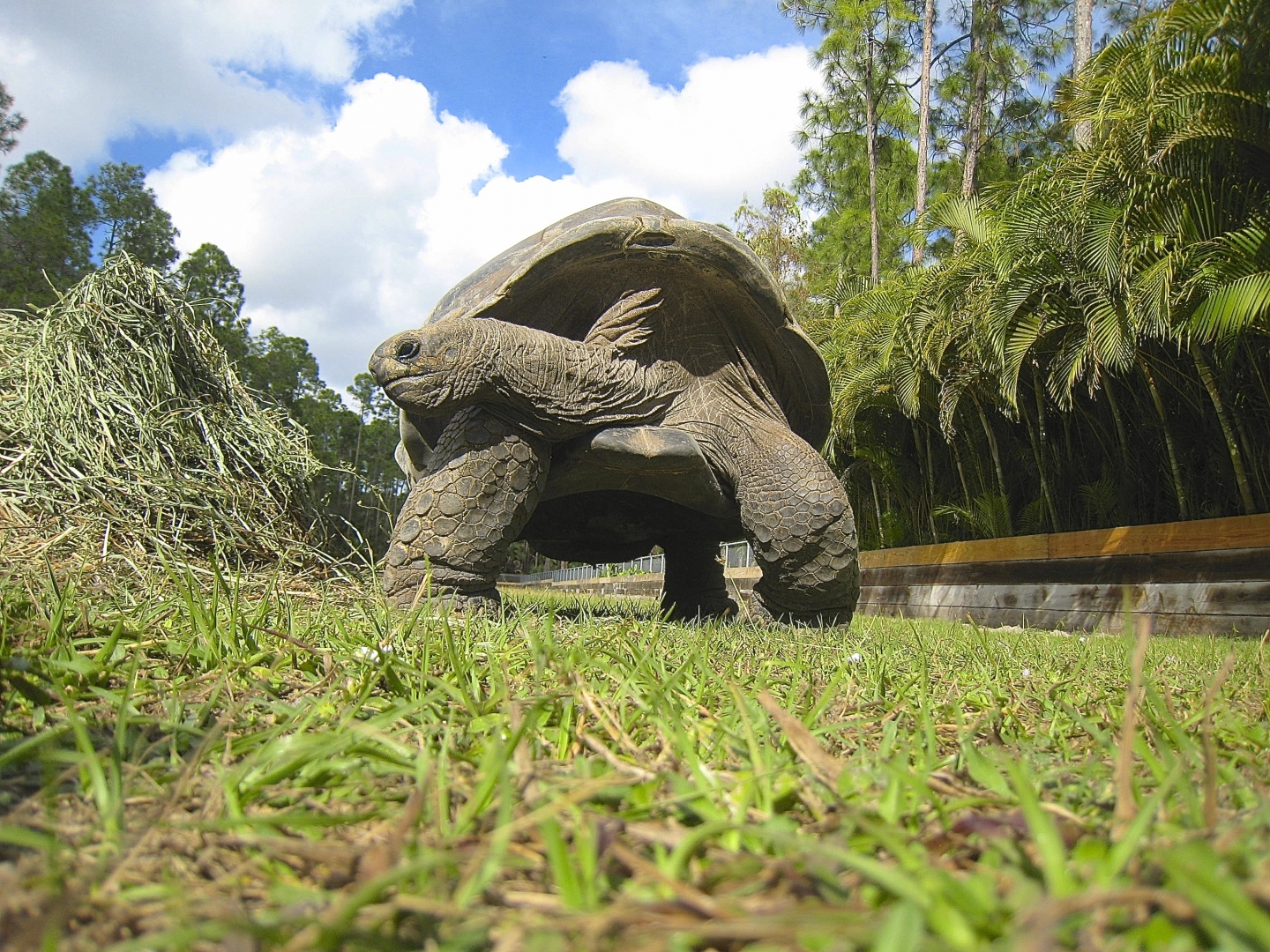 ALDABRA BREEDER