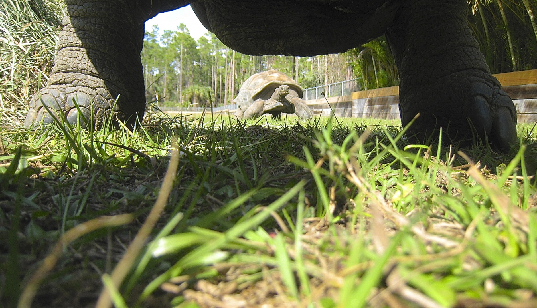 ALDABRA BREEDER