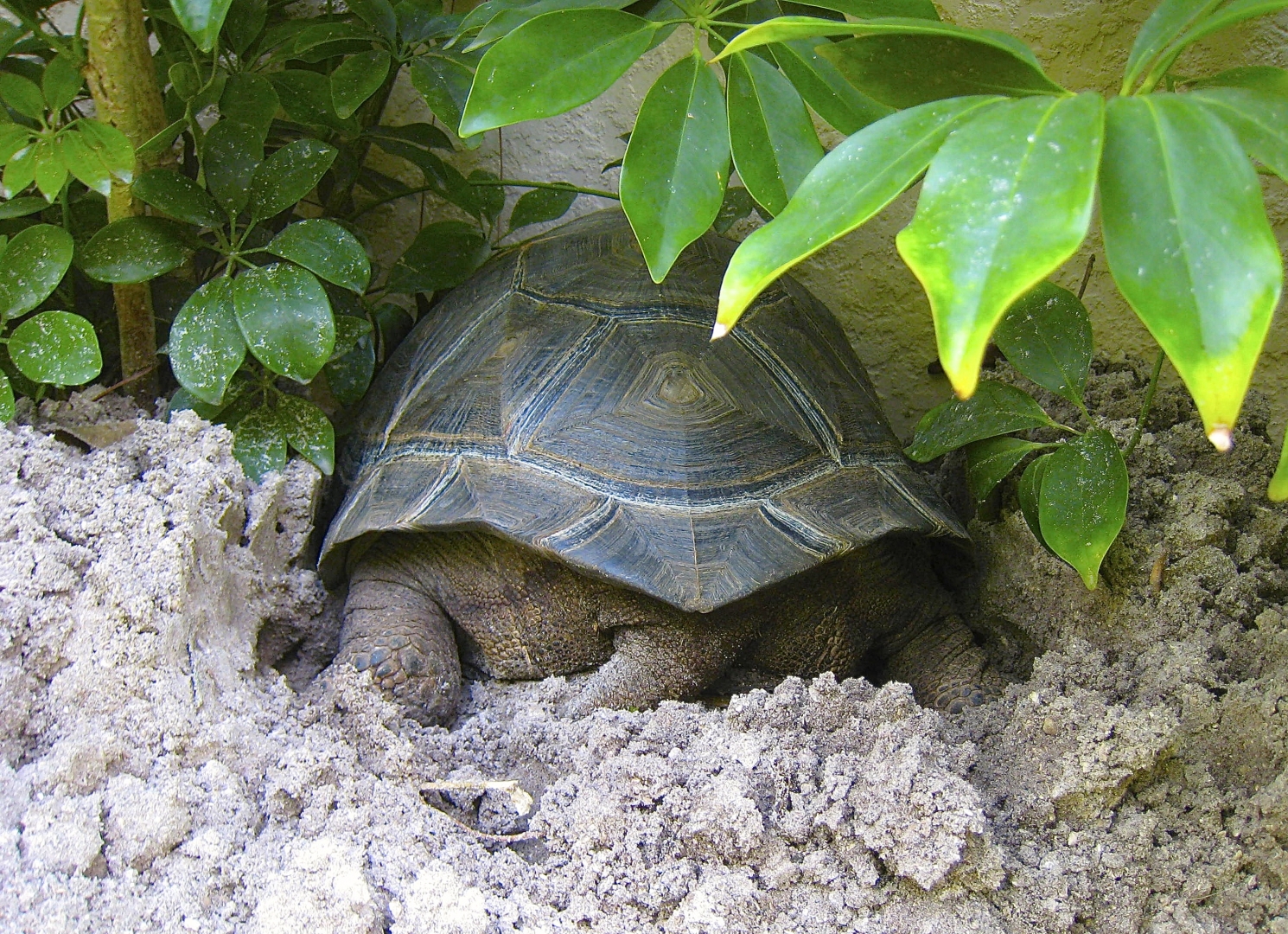 ALDABRA BREEDER
