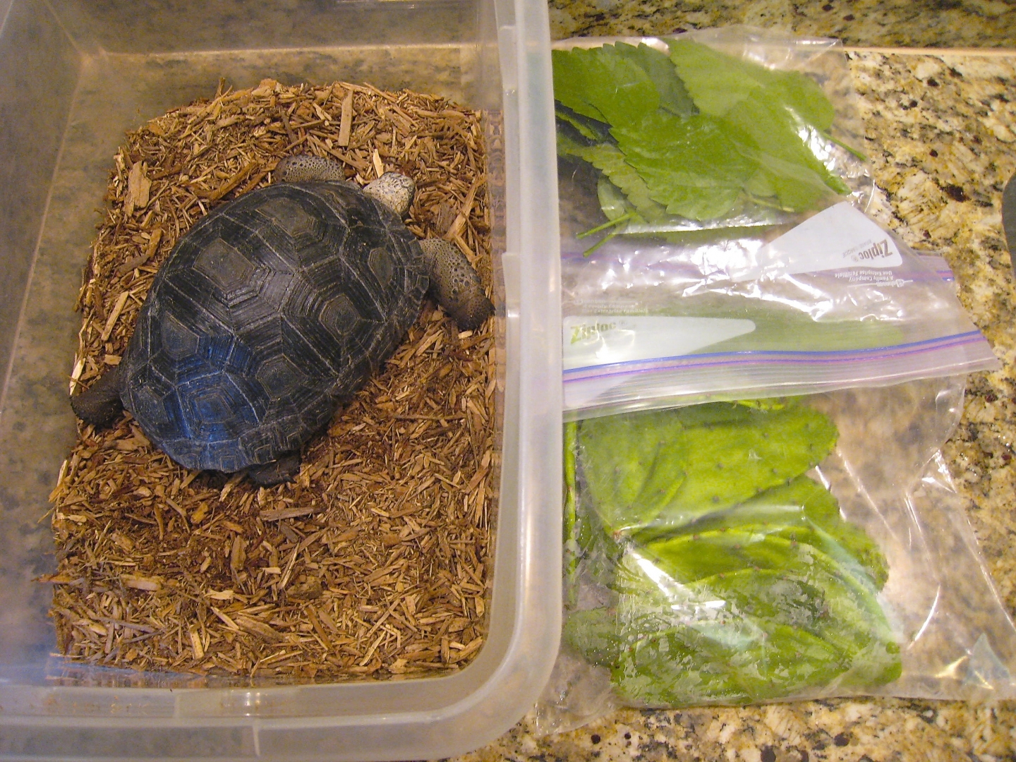 ALDABRA BREEDER