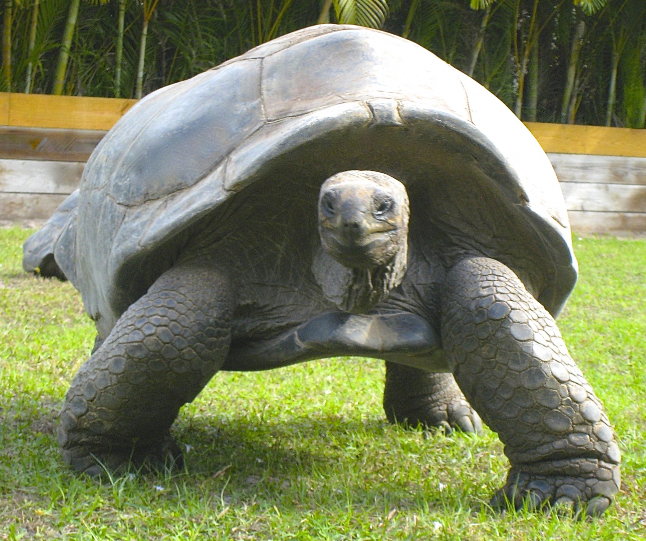 ALDABRA BREEDER