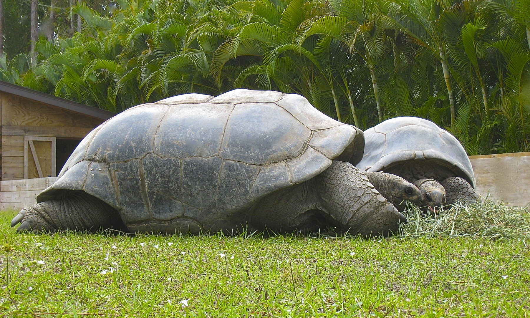 ALDABRA BREEDER