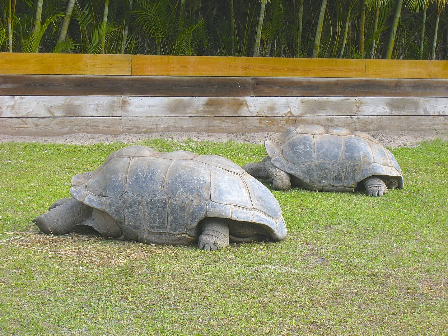 ALDABRA BREEDER