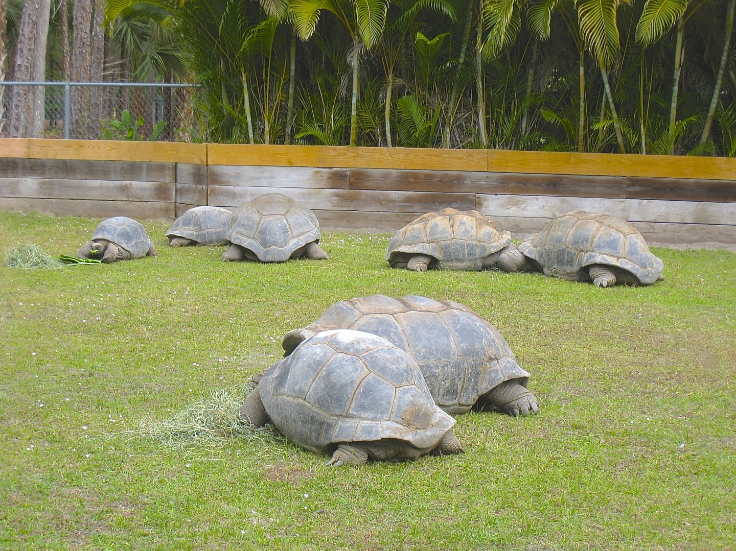 ALDABRA BREEDER