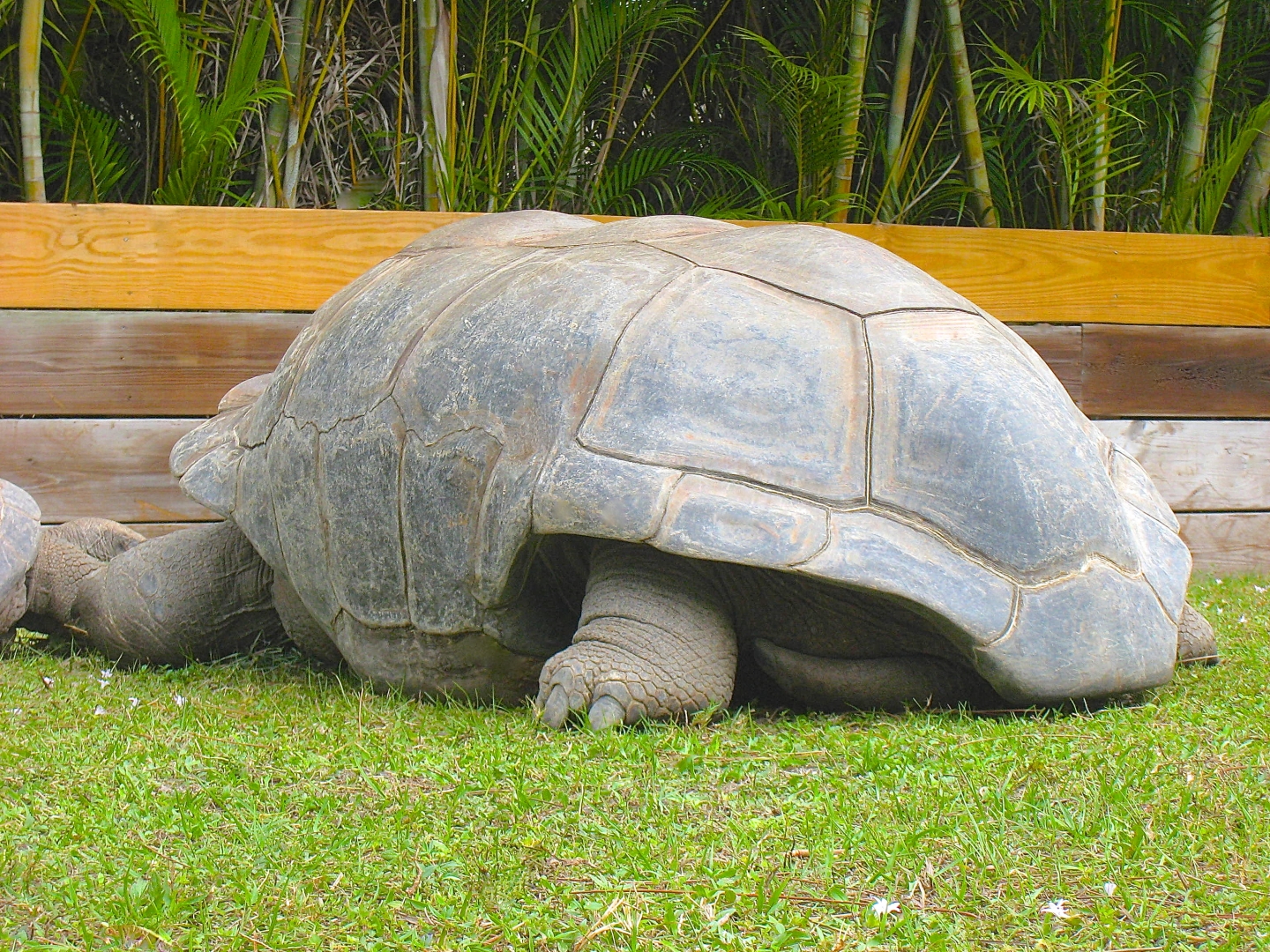 ALDABRA BREEDER