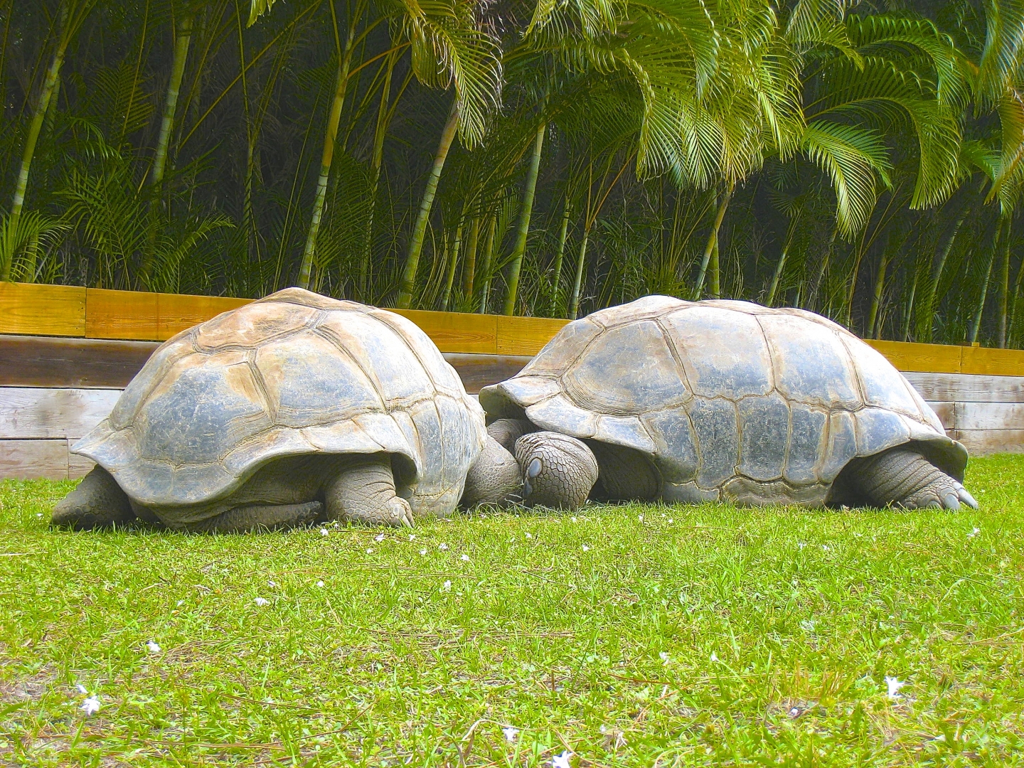 ALDABRA BREEDER